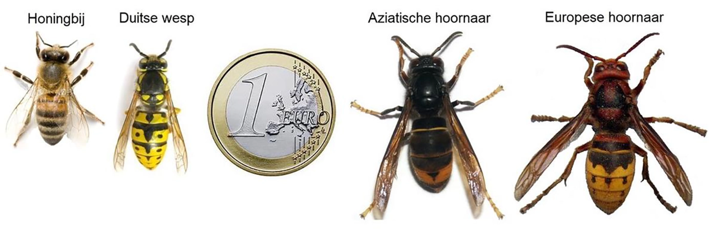 Meer dan duizend Aziatische Hoornaar koninginnen gevangen